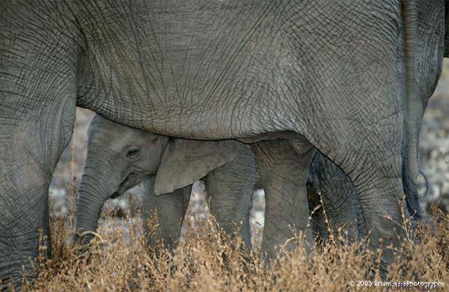 ����� ������� ����