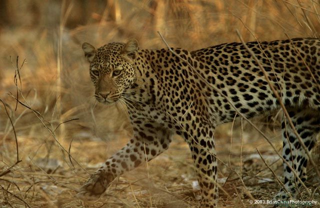 ����� ������� ����