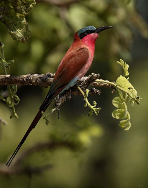 ����� ������� ����