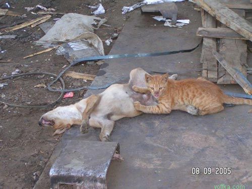 ���� ��������