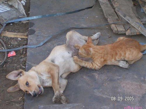 ���� ��������