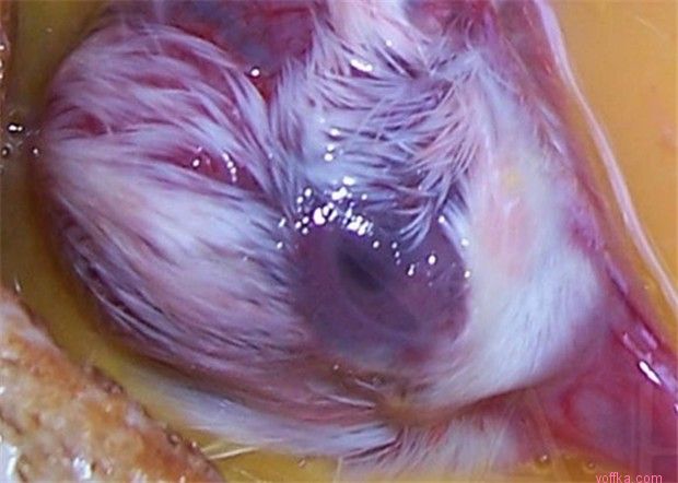 ����� �� �������