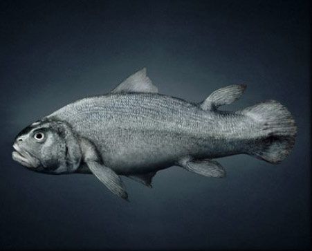 �������� :-)