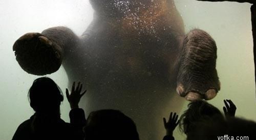 ���������� ���� 2006