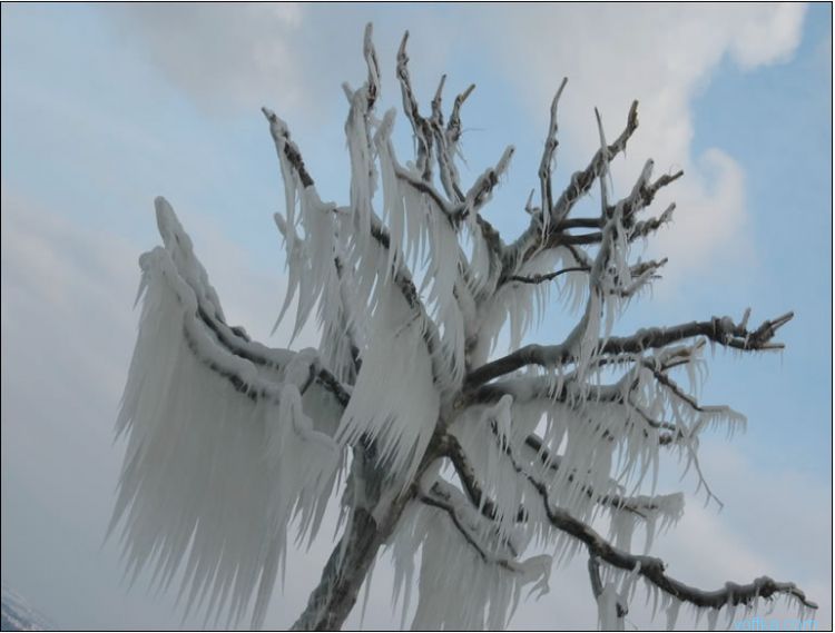 ��� ��������