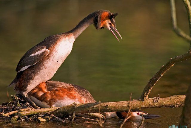 ���� � ��������