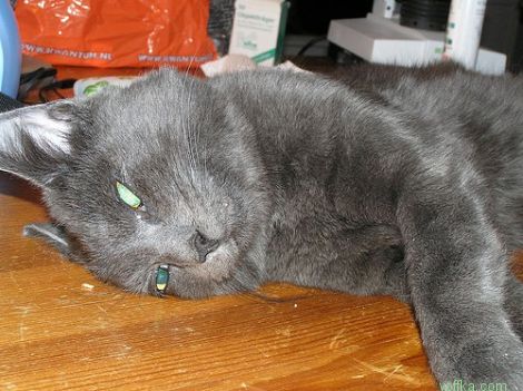 ��������� ����