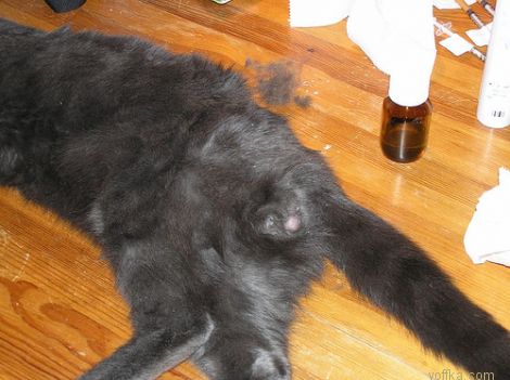 ��������� ����