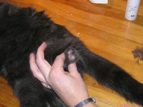 ��������� ����