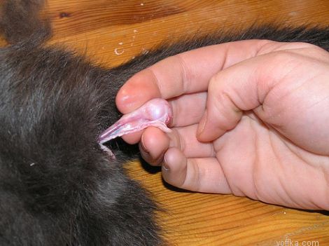 ��������� ����