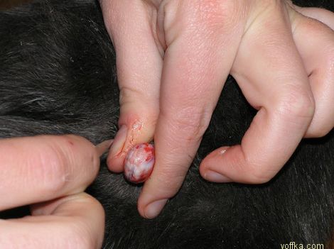 ��������� ����