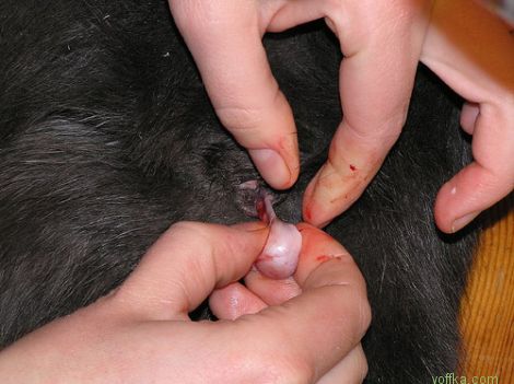 ��������� ����