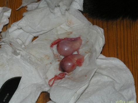 ��������� ����