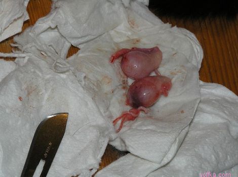 ��������� ����