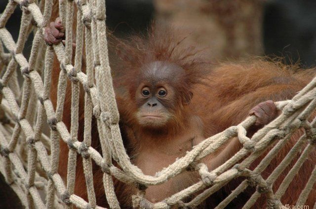 ������ ������