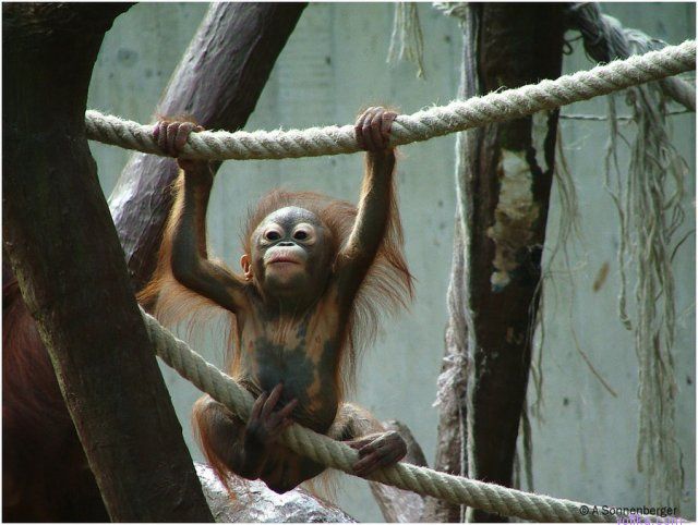 ������ ������