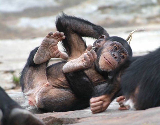 ������ ������