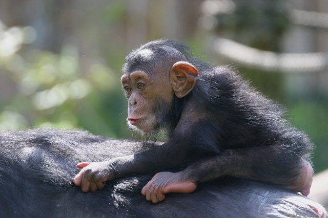 ������ ������