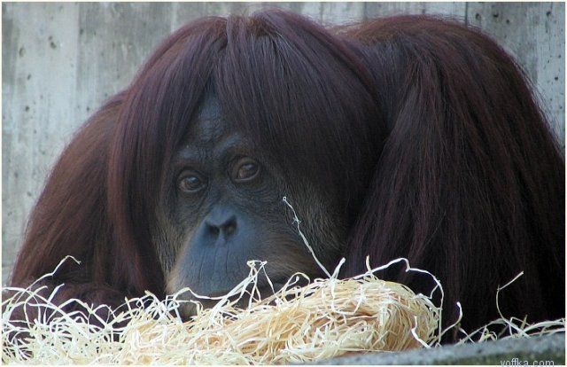 ������ ������