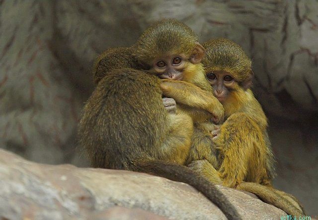 ������ ������