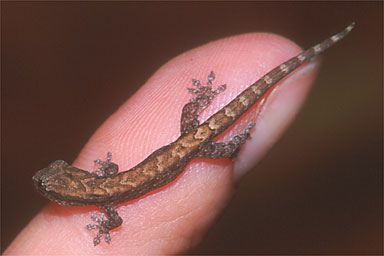 ����-��������