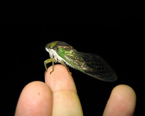 ����-��������