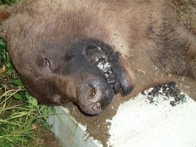 Картинка с voffka.com