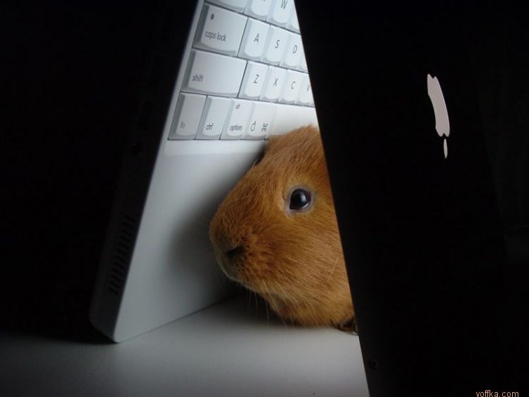 Морские свинки