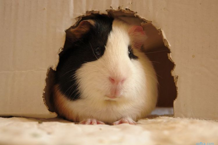 Морские свинки