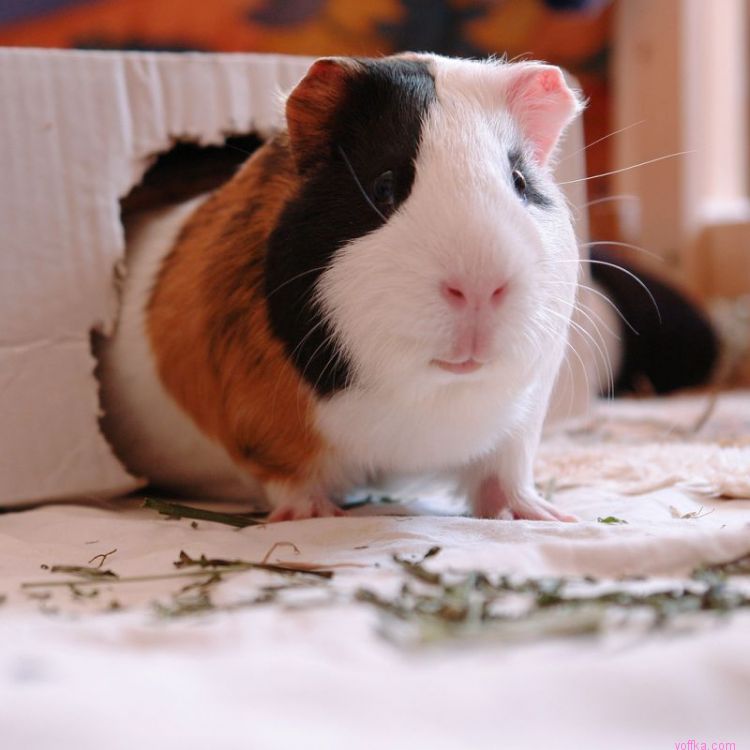 Морские свинки