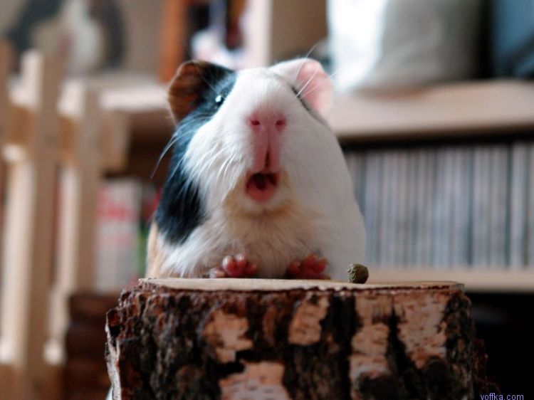 Морские свинки