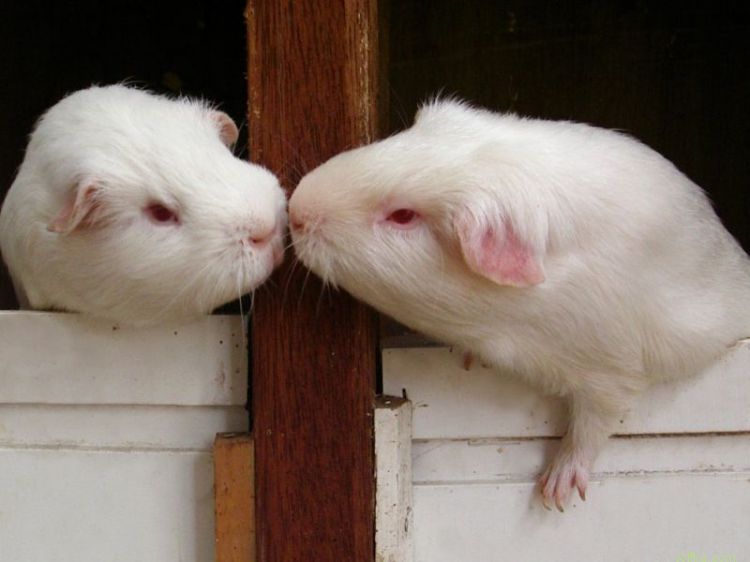 Морские свинки