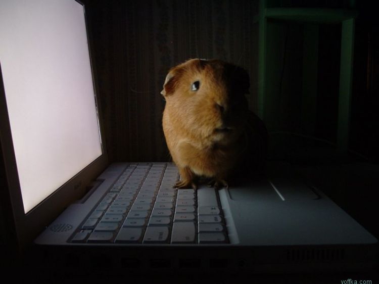 Морские свинки