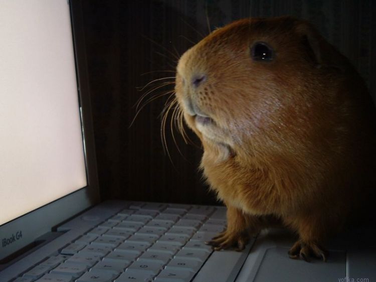 Морские свинки