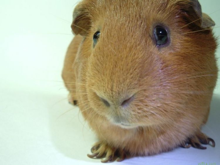 Морские свинки