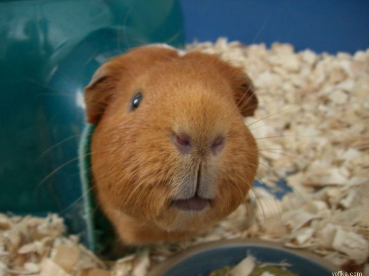 Морские свинки