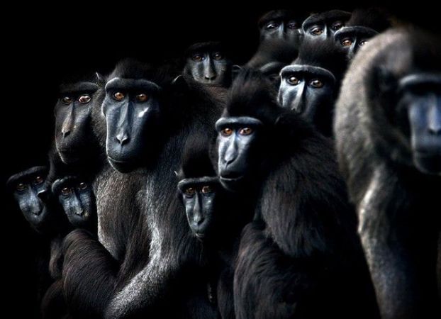 лучшие фотографии 2006, по версии msnbc