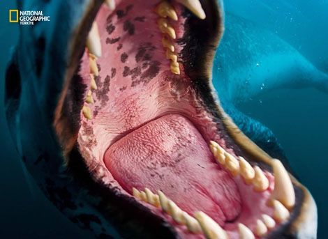 ���� �� national geographic