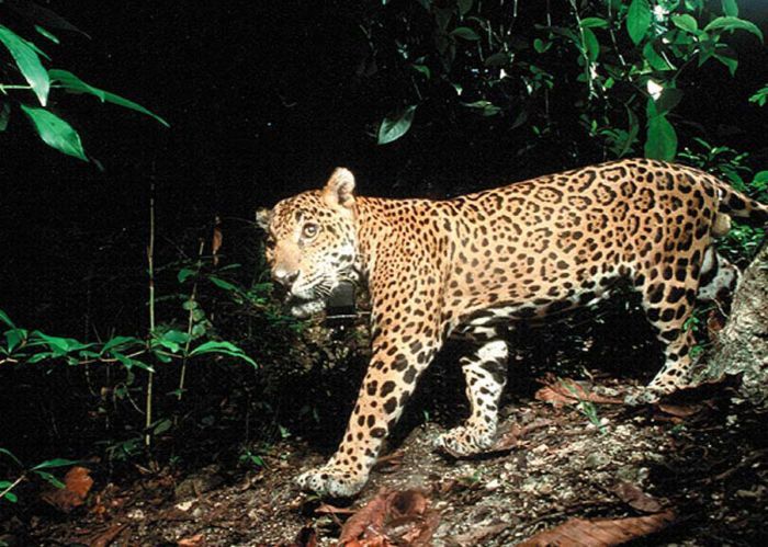 ���� �� national geographic