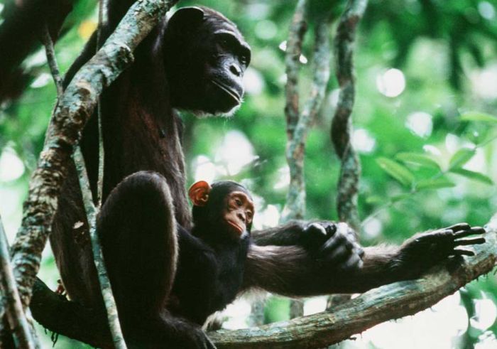 ���� �� national geographic