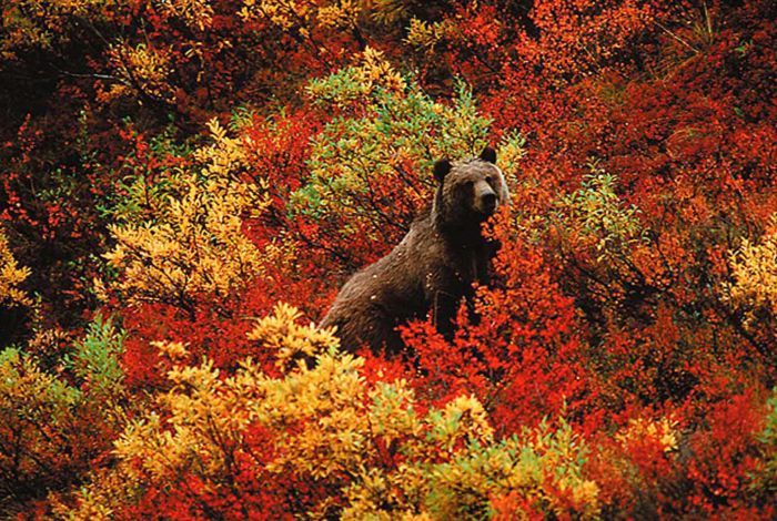 ���� �� national geographic