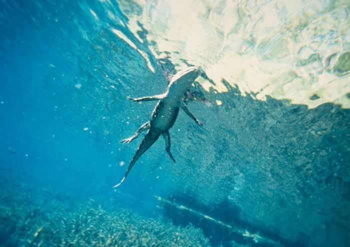 ���� �� national geographic