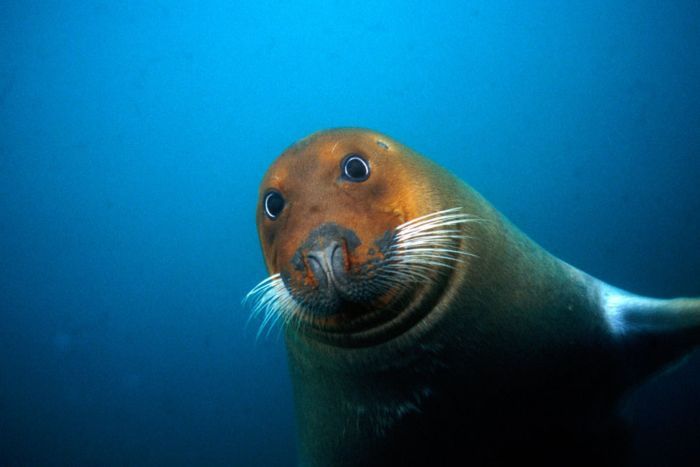 ���� �� national geographic