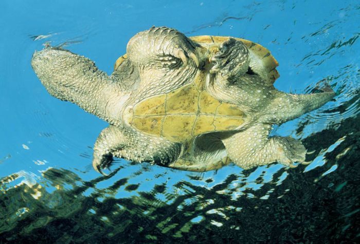 ���� �� national geographic