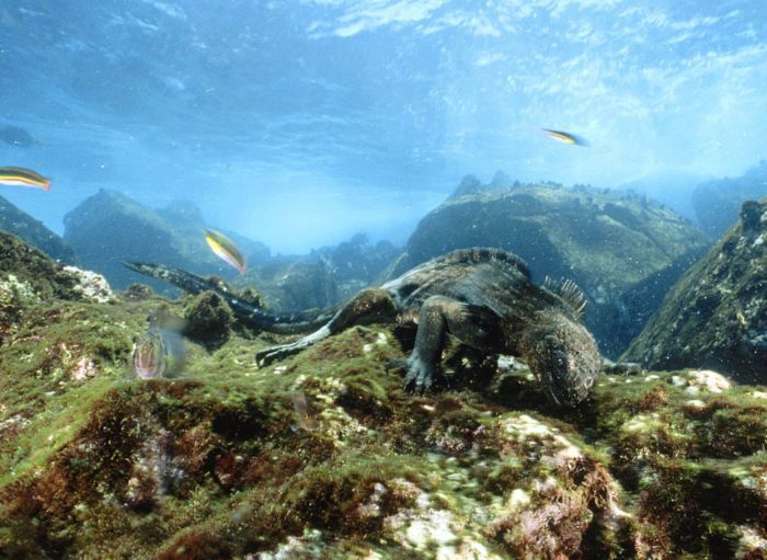 ���� �� national geographic