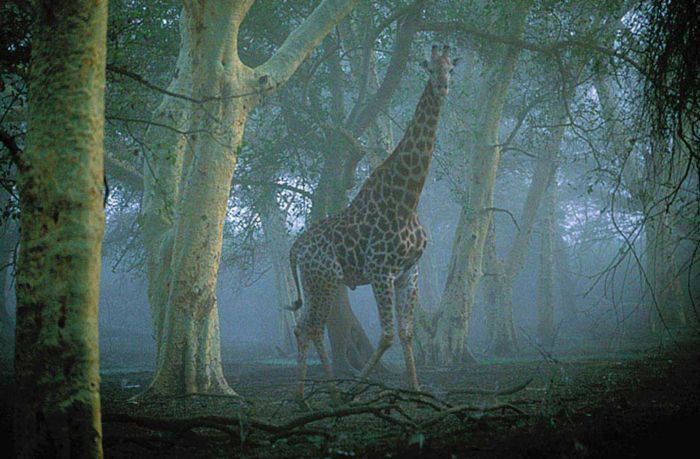 ���� �� national geographic