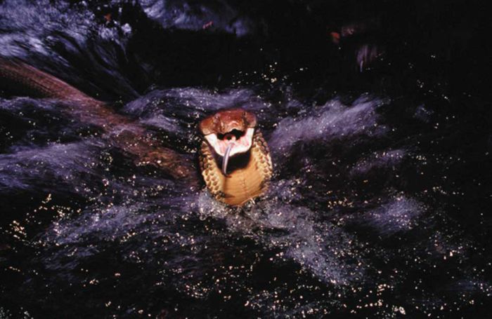 ���� �� national geographic