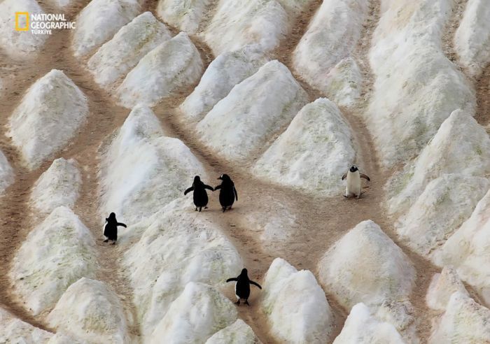 ���� �� national geographic