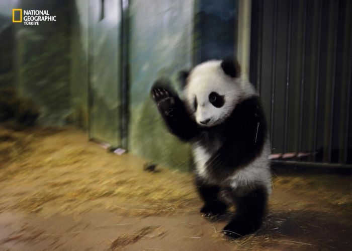 ���� �� national geographic