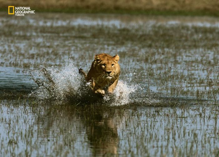 ���� �� national geographic